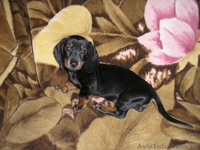 продам радость в ваш дом - <ro>Изображение</ro><ru>Изображение</ru> #1, <ru>Объявление</ru> #126363