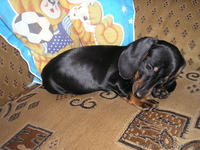 продам радость в ваш дом - <ro>Изображение</ro><ru>Изображение</ru> #4, <ru>Объявление</ru> #126363