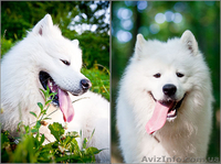 элитные щенки самоеда  - <ro>Изображение</ro><ru>Изображение</ru> #1, <ru>Объявление</ru> #133194