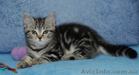 Британские котята вискасных окрасов от питомника Marble Design *UA - <ro>Изображение</ro><ru>Изображение</ru> #1, <ru>Объявление</ru> #132190