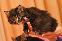 Продам котят породы Курильский бобтейл - <ro>Изображение</ro><ru>Изображение</ru> #2, <ru>Объявление</ru> #121775