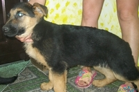 щенок немецкой овчарки - <ro>Изображение</ro><ru>Изображение</ru> #2, <ru>Объявление</ru> #91081