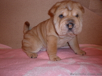 Очаровательные щенки шар-пея - <ro>Изображение</ro><ru>Изображение</ru> #2, <ru>Объявление</ru> #122022