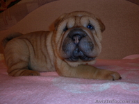 Очаровательные щенки шар-пея - <ro>Изображение</ro><ru>Изображение</ru> #3, <ru>Объявление</ru> #122022