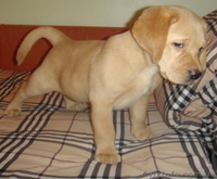 Продаем элитных щенков лабрадора ретривера - <ro>Изображение</ro><ru>Изображение</ru> #4, <ru>Объявление</ru> #119915