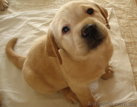 Продаем элитных щенков лабрадора ретривера - <ro>Изображение</ro><ru>Изображение</ru> #1, <ru>Объявление</ru> #119915