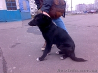 Дарим щенка в добрые руки - <ro>Изображение</ro><ru>Изображение</ru> #4, <ru>Объявление</ru> #121927