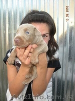 Снежный доберман! - <ro>Изображение</ro><ru>Изображение</ru> #2, <ru>Объявление</ru> #133546