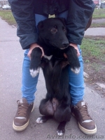 Дарим щенка в добрые руки - <ro>Изображение</ro><ru>Изображение</ru> #3, <ru>Объявление</ru> #121927