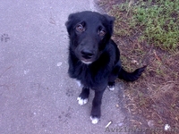 Дарим щенка в добрые руки - <ro>Изображение</ro><ru>Изображение</ru> #2, <ru>Объявление</ru> #121927