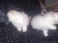 Шикарные персидские котята - <ro>Изображение</ro><ru>Изображение</ru> #1, <ru>Объявление</ru> #142350