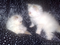 Шикарные персидские котята - <ro>Изображение</ro><ru>Изображение</ru> #2, <ru>Объявление</ru> #142350