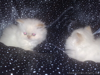 Шикарные персидские котята - <ro>Изображение</ro><ru>Изображение</ru> #3, <ru>Объявление</ru> #142350