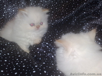 Шикарные персидские котята - <ro>Изображение</ro><ru>Изображение</ru> #4, <ru>Объявление</ru> #142350