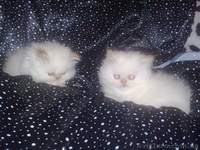 Шикарные персидские котята - <ro>Изображение</ro><ru>Изображение</ru> #5, <ru>Объявление</ru> #142350