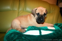 Щенки НЕМЕЦКОГО ДОГА!!!! - <ro>Изображение</ro><ru>Изображение</ru> #1, <ru>Объявление</ru> #143205