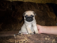 Мопс. Щенки.Продаются. - <ro>Изображение</ro><ru>Изображение</ru> #2, <ru>Объявление</ru> #153670