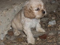 Американский кокер-спаниель. Щенки. - <ro>Изображение</ro><ru>Изображение</ru> #10, <ru>Объявление</ru> #153679