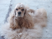 Американский кокер-спаниель. Щенки. - <ro>Изображение</ro><ru>Изображение</ru> #5, <ru>Объявление</ru> #153679