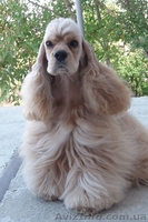 Американский кокер-спаниель. Щенки. - <ro>Изображение</ro><ru>Изображение</ru> #4, <ru>Объявление</ru> #153679