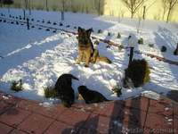 Щенки немецкой овчароки - <ro>Изображение</ro><ru>Изображение</ru> #3, <ru>Объявление</ru> #138095