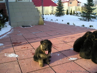 1,5 месяца щенкам немецкой овчароки - <ro>Изображение</ro><ru>Изображение</ru> #1, <ru>Объявление</ru> #138096