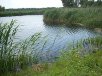 Дом с прямым выходом в р.Днепр - <ro>Изображение</ro><ru>Изображение</ru> #5, <ru>Объявление</ru> #149219