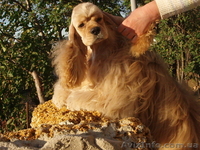 Американский кокер-спаниель. Щенки. - <ro>Изображение</ro><ru>Изображение</ru> #6, <ru>Объявление</ru> #153679