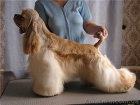 Американский кокер-спаниель. Щенки. - <ro>Изображение</ro><ru>Изображение</ru> #1, <ru>Объявление</ru> #153679