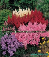 Оптовые поставки многолетних растений. - <ro>Изображение</ro><ru>Изображение</ru> #1, <ru>Объявление</ru> #146425