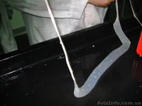 НАТУРАЛЬНАЯ ОБОЛОЧКА ОТ ПРОИЗВОДИТЕЛЯ.ЧЕРЕВА СВИННАЯ, БАРАНЬЯ,....... - <ro>Изображение</ro><ru>Изображение</ru> #5, <ru>Объявление</ru> #146596