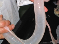 НАТУРАЛЬНАЯ ОБОЛОЧКА ОТ ПРОИЗВОДИТЕЛЯ.ЧЕРЕВА СВИННАЯ, БАРАНЬЯ,....... - <ro>Изображение</ro><ru>Изображение</ru> #1, <ru>Объявление</ru> #146596