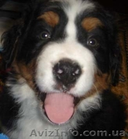 Бернский зенненхунд щенки от чемпиона Польши - <ro>Изображение</ro><ru>Изображение</ru> #1, <ru>Объявление</ru> #149848