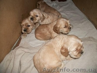 Американский кокер-спаниель. Щенки. - <ro>Изображение</ro><ru>Изображение</ru> #7, <ru>Объявление</ru> #153679