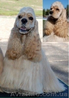 Американский кокер-спаниель. Щенки. - <ro>Изображение</ro><ru>Изображение</ru> #3, <ru>Объявление</ru> #153679