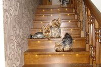 йоркширский терьер, супер щенки - <ro>Изображение</ro><ru>Изображение</ru> #1, <ru>Объявление</ru> #146284