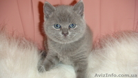 Британские  котята родились 01/12/10 - <ro>Изображение</ro><ru>Изображение</ru> #3, <ru>Объявление</ru> #140650