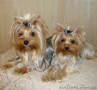 йоркширский терьер, супер щенки - <ro>Изображение</ro><ru>Изображение</ru> #3, <ru>Объявление</ru> #146284