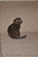 шотландская вислоухая скотиш фолд - <ro>Изображение</ro><ru>Изображение</ru> #3, <ru>Объявление</ru> #152714