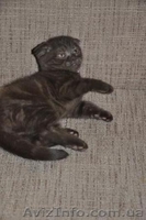 шотландская вислоухая скотиш фолд - <ro>Изображение</ro><ru>Изображение</ru> #1, <ru>Объявление</ru> #152714