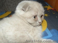 породистые котята - <ro>Изображение</ro><ru>Изображение</ru> #6, <ru>Объявление</ru> #141161