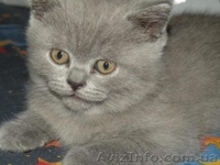 породистые котята - <ro>Изображение</ro><ru>Изображение</ru> #5, <ru>Объявление</ru> #141161