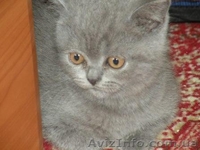 породистые котята - <ro>Изображение</ro><ru>Изображение</ru> #7, <ru>Объявление</ru> #141161