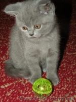 породистые котята - <ro>Изображение</ro><ru>Изображение</ru> #3, <ru>Объявление</ru> #141161