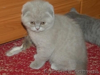 породистые котята - <ro>Изображение</ro><ru>Изображение</ru> #2, <ru>Объявление</ru> #141161