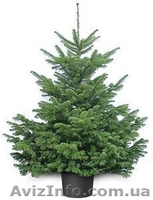 Ель колючая сизая (голубая ель) – формированные растения.  - <ro>Изображение</ro><ru>Изображение</ru> #1, <ru>Объявление</ru> #146428