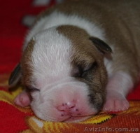 Американского Стаффордширского Терьера. - <ro>Изображение</ro><ru>Изображение</ru> #1, <ru>Объявление</ru> #151694