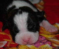 Американского Стаффордширского Терьера. - <ro>Изображение</ro><ru>Изображение</ru> #2, <ru>Объявление</ru> #151694