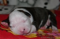 Щенки Американского Стаффордширского Терьера. - <ro>Изображение</ro><ru>Изображение</ru> #2, <ru>Объявление</ru> #145563