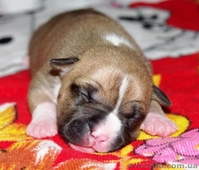 Щенки Американского Стаффордширского Терьера. - <ro>Изображение</ro><ru>Изображение</ru> #3, <ru>Объявление</ru> #145563